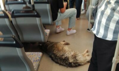 Sıcaktan bunalan köpek tramvaya sığındı