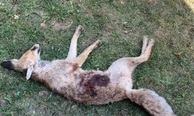 Av bölgesi olmayan mahallede tüfekle tilki vurulduğu iddiası