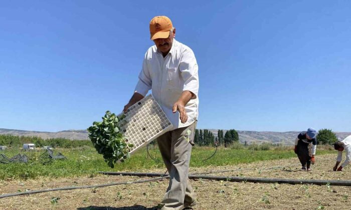 (ÖZEL) Eskişehirli çiftçinin alın teri kuraklığa ve yüksek maliyetlere yenik düştü