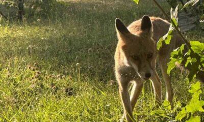 Tavşanlı’da maden işçilerinin tilki ile dostluğu