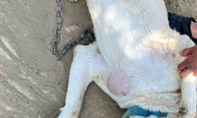 Göğsünde tümör bulunan köpek ameliyat edildi