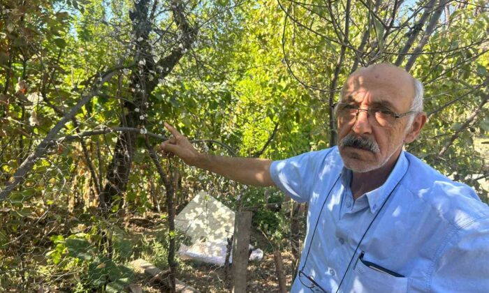 Eskişehir’de erik ağacı ağustosun sonunda çiçek açtı