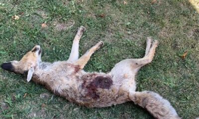 Av bölgesi olmayan mahallede tüfekle tilki vurulduğu iddiası