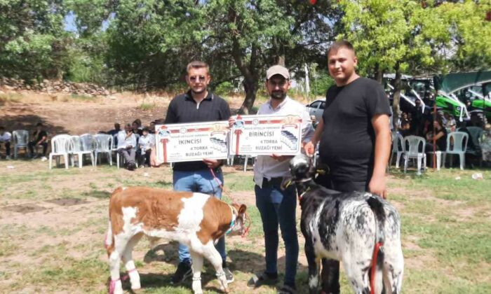 Festivalde en güzel kuzu ve buzağı seçildi