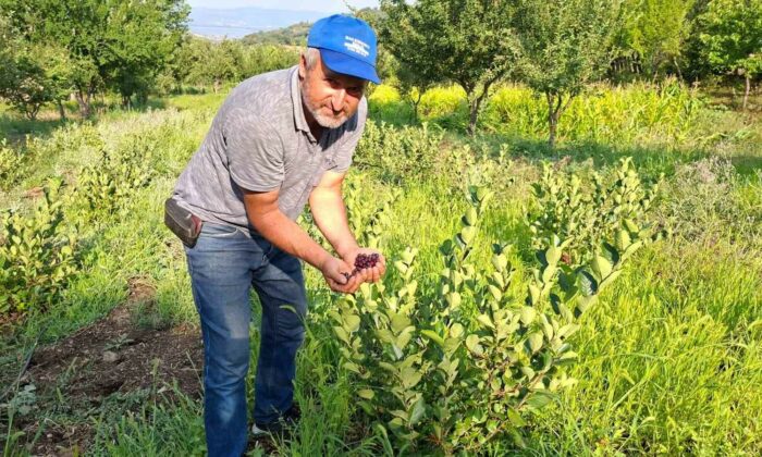 Hisarcıklı çiftçinin deneme amacıyla diktiği aronyalar ilk meyvelerini verdi