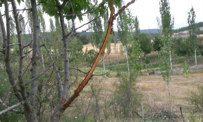 Çiftçilerin bahçesine zarar veren şüphelinin geyik olduğu ortaya çıktı