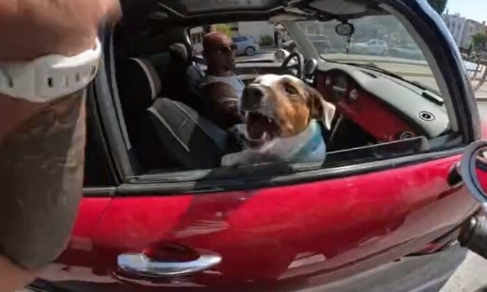 Motosiklet sürücüsünün sevmek istediği köpeklerin saldırısına uğradığı anlar kask kamerasında