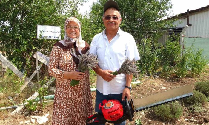 Lavanta bahçesinde hasat başladı