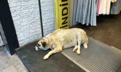 Sıcaktan bunalan köpek çareyi klimanın altına yatmakla buldu