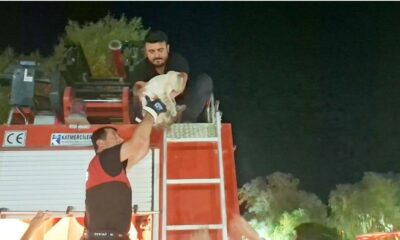 Hisarcık’ta ağaçta mahsur kalan kedi itfaiye ekipleri tarafından kurtarıldı