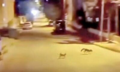 Kedi tarafından saldırıya uğrayan tilki çareyi kaçmakla buldu