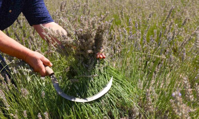 Eskişehir’de ilginç lavanta hasadı