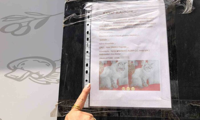 Sokak sokak kaybolan kedisini ararken duyarsız vatandaşların tavrına üzüldü