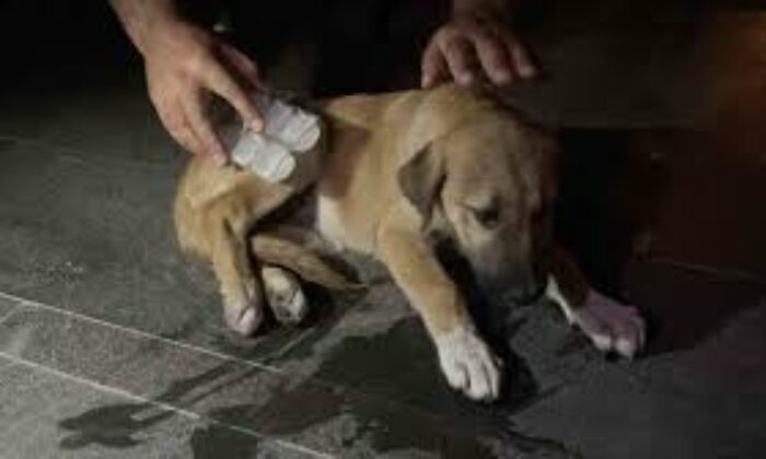Otomobilin çarptığı yavru köpek için mahalleli seferber oldu