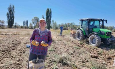 Kümbet’te yetiştirilen doğal patatesin hasadı başladı