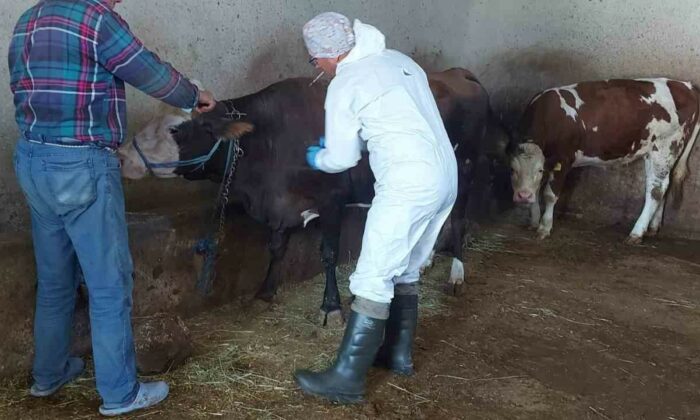 Afyonkarahisar’da sığır tüberkülozu taraması başlatıldı