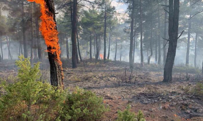 Kütahya’da yıldırım, orman yangınına neden oldu: 8 dekar alan zarar gördü