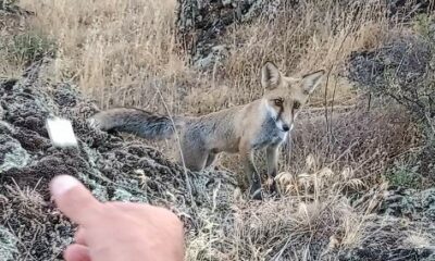 Tavşanlı Şaban Dede mesire alanında tilki ile dostluk