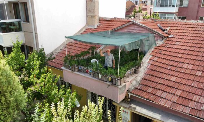 18 metrekarelik terasını 200 fideyle bahçeye çevirdi, 8 saatini burada harcıyor