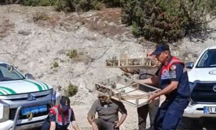 Kütahya’da yakalanan 142 saka kuşu doğaya salındı