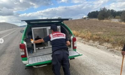 Yaralı atmacaya jandarma sahip çıktı