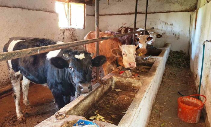 Hisarcık ilçesinde şap karantinası