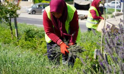 (ÖZEL) Bilecik’te göz kamaştıran lavantalar hasat edilmeye başlandı