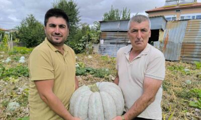 Hasadı başlayan balkabağı fiyatıyla yüzleri güldürdü