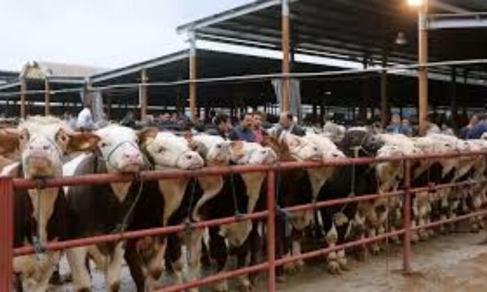 Eskişehir’de hayvan pazarı yeniden açıldı