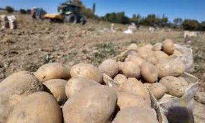 Kümbet’te yetiştirilen doğal patatesin hasadı başladı