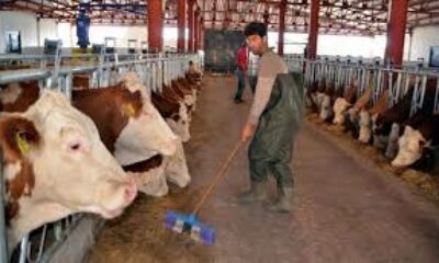 Hayvancılık destekleme miktarları artıyor