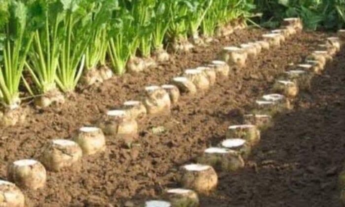 Şeker Pancarı Fiyatı Acilen Revize Edilmelidir.
