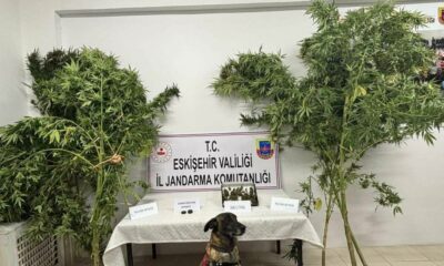 Uyuşturucu bitkisi eken şahıs jandarma tarafından yakalandı
