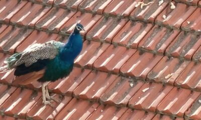 Müstakil evin çatısında gezen tavus kuşu ilginç görüntü oluşturdu