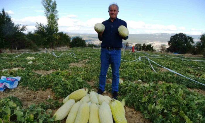 Kütahya’da ’Göncek Kavunu’nun hasadı başladı