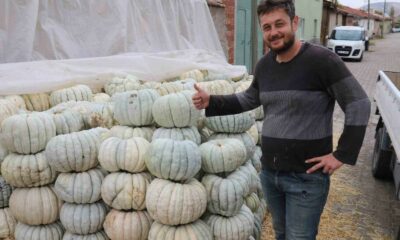 Ata tohumu ile üretilen Eskişehir’in meşhur kabağının hasadı başladı