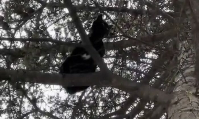 Ağaçta mahsur kalan kedi, itfaiye ekiplerince kurtarıldı
