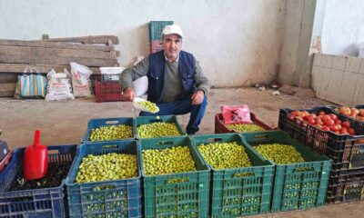 Hisarcık’ta salamura zeytin yapımı yaygınlaştı