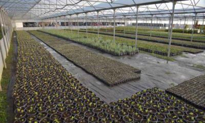 Bilecik Belediyesi kendi seralarında ürettiği bitkilerle kenti renklenecek