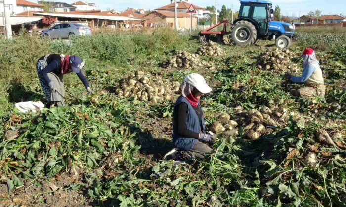 Kütahya’da pancar hasadı başladı