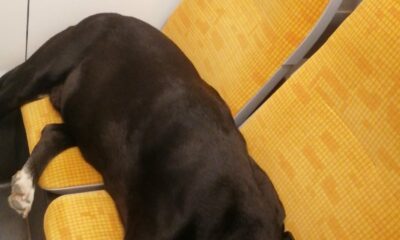 Tramvaylarda Köpeklerin seyahati Yolcuları ikiye böldü